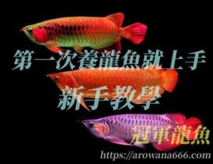 紅龍飼養|2024養龍魚新手指南，飼養龍魚不困難，開缸教學準備全攻略